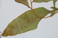 細柄雙蓋蕨藏品圖，第5張