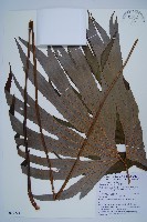 雙扇蕨藏品圖，第1張