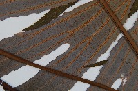 雙扇蕨藏品圖，第3張