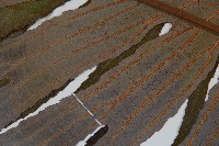 雙扇蕨藏品圖，第4張