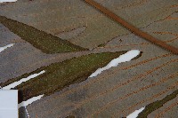 雙扇蕨藏品圖，第5張