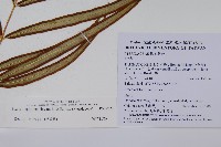 長葉鳳尾蕨藏品圖，第2張