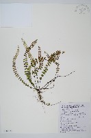 鐵角蕨藏品圖，第1張