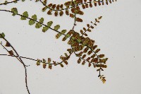 鐵角蕨藏品圖，第3張