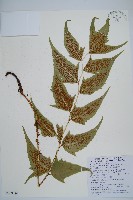 細齒貫眾蕨藏品圖，第1張