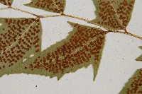 細齒貫眾蕨藏品圖，第4張