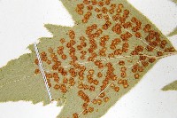 細齒貫眾蕨藏品圖，第5張