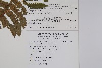 密毛毛蕨藏品圖，第2張
