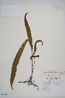 單葉雙蓋蕨藏品圖，第1張