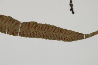 單葉雙蓋蕨藏品圖，第2張