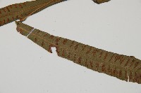 單葉雙蓋蕨藏品圖，第3張