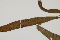 單葉雙蓋蕨藏品圖，第4張