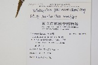 光葉凸軸蕨藏品圖，第2張