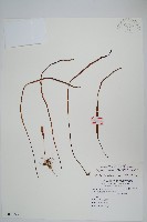 擬烏蘇里瓦葦藏品圖，第1張