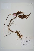 高山金粉蕨藏品圖，第1張