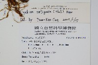 高山金粉蕨藏品圖，第2張