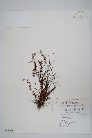 鐵角蕨藏品圖，第1張