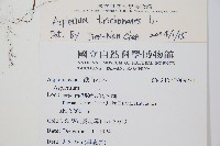 鐵角蕨藏品圖，第2張