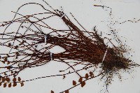 鐵角蕨藏品圖，第3張