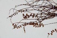 鐵角蕨藏品圖，第4張