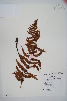 瓦氏鱗毛蕨藏品圖，第1張