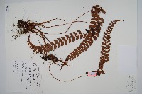 軟骨耳蕨藏品圖，第1張