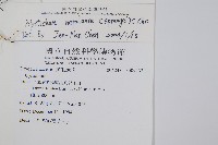 軟骨耳蕨藏品圖，第2張