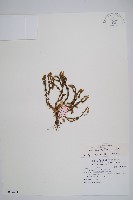 反捲葉石松藏品圖，第1張