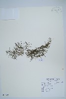 水蕨藏品圖，第1張