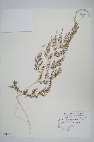 日本金粉蕨藏品圖，第1張