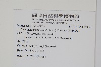 日本金粉蕨藏品圖，第2張