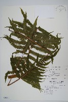 密毛毛蕨藏品圖，第1張