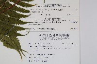 密毛毛蕨藏品圖，第2張