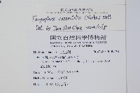 薄葉擬肋毛蕨、南洋三叉蕨藏品圖，第2張