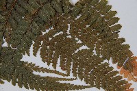 粗毛鱗蓋蕨藏品圖，第6張