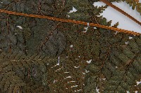 粗毛鱗蓋蕨藏品圖，第7張