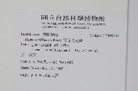 箭葉鳳尾蕨藏品圖，第2張