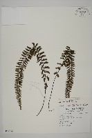 鞭葉鐵線蕨藏品圖，第1張