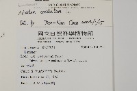 鞭葉鐵線蕨藏品圖，第2張