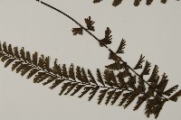 鞭葉鐵線蕨藏品圖，第3張