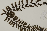 鞭葉鐵線蕨藏品圖，第4張