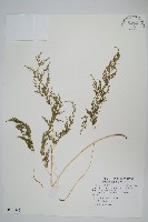 日本金粉蕨藏品圖，第1張