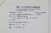 日本金粉蕨藏品圖，第2張