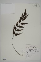 革葉鐵角蕨藏品圖，第1張