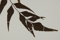 革葉鐵角蕨藏品圖，第3張