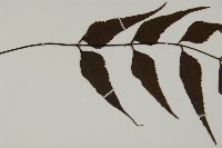 革葉鐵角蕨藏品圖，第4張