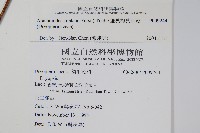 細葉複葉耳蕨藏品圖，第2張