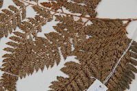 細葉複葉耳蕨藏品圖，第4張