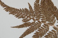 細葉複葉耳蕨藏品圖，第5張