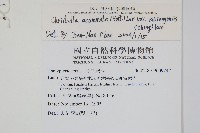 突尖小毛蕨藏品圖，第2張